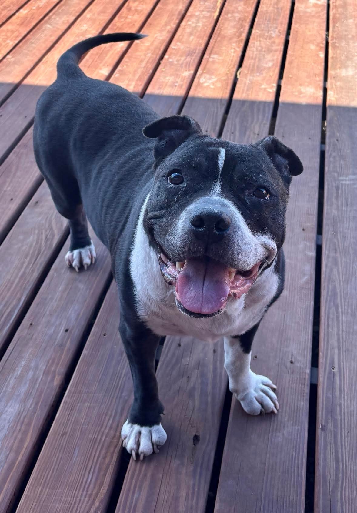Zeus, an adoptable Pit Bull Terrier in Arlee, MT, 59821 | Photo Image 1