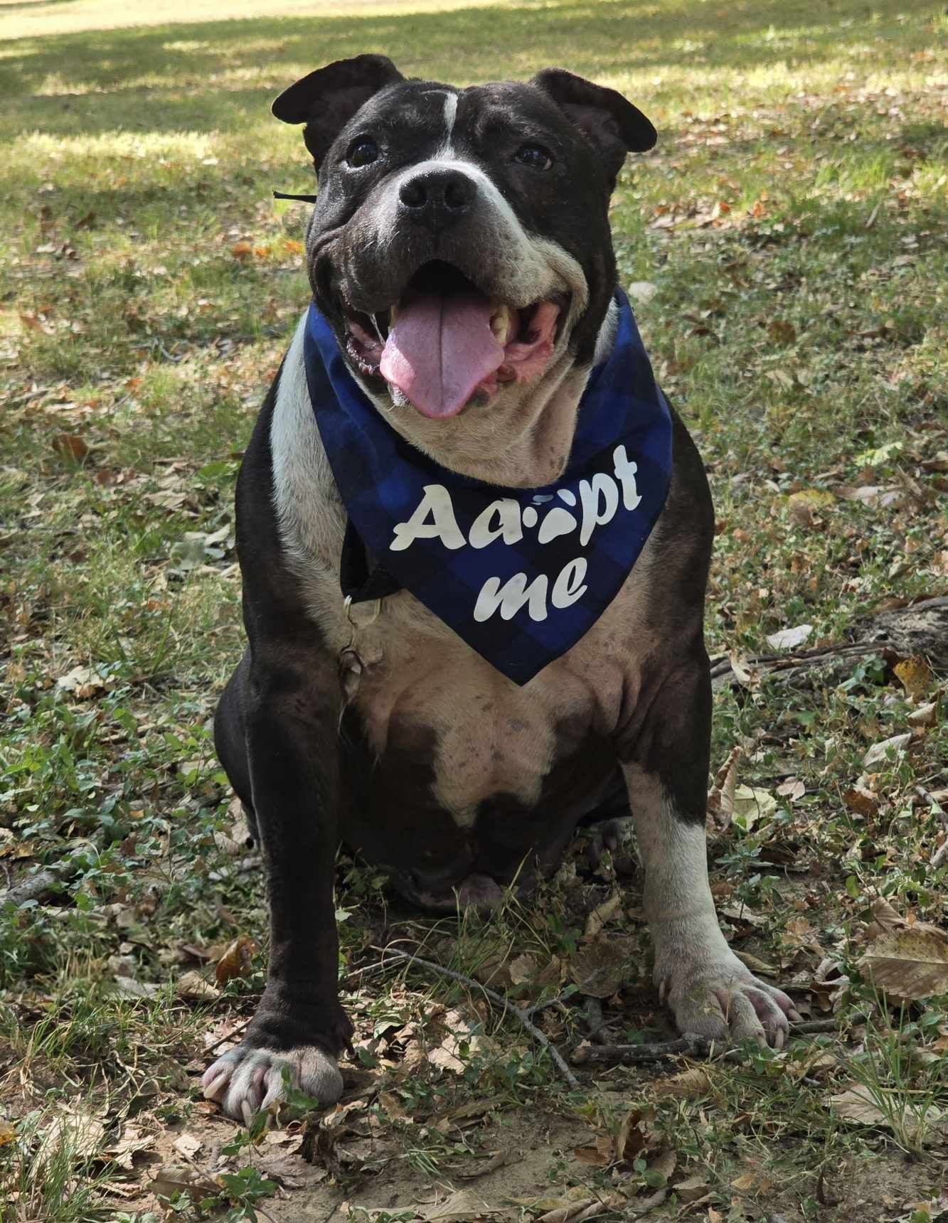 Zeus, an adoptable Pit Bull Terrier in Arlee, MT, 59821 | Photo Image 2