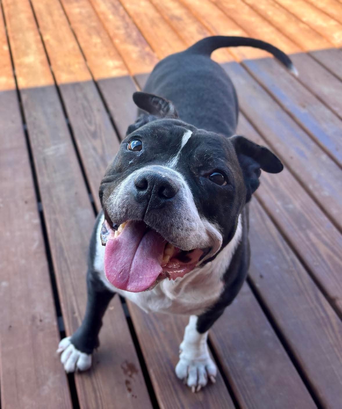 Zeus, an adoptable Pit Bull Terrier in Arlee, MT, 59821 | Photo Image 2