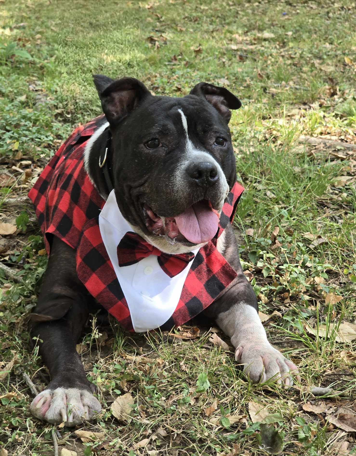 Zeus, an adoptable Pit Bull Terrier in Arlee, MT, 59821 | Photo Image 3