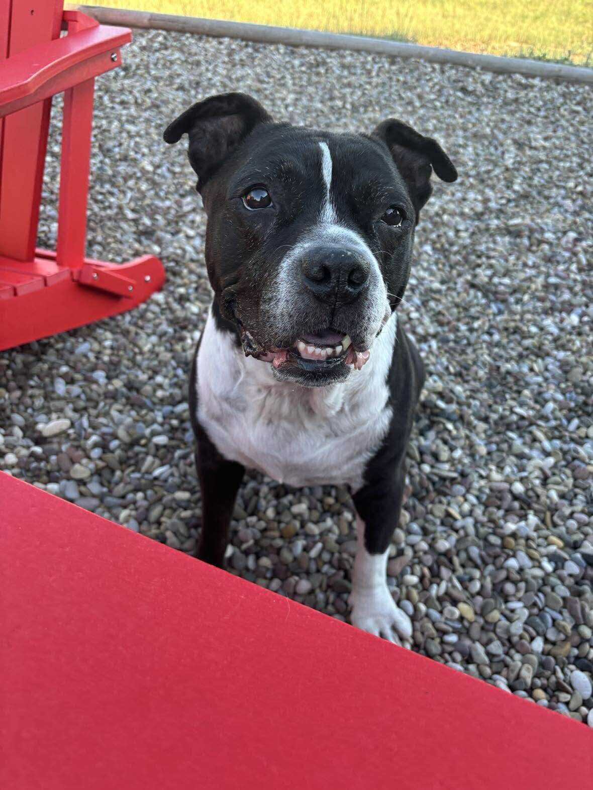Zeus, an adoptable Pit Bull Terrier in Arlee, MT, 59821 | Photo Image 3