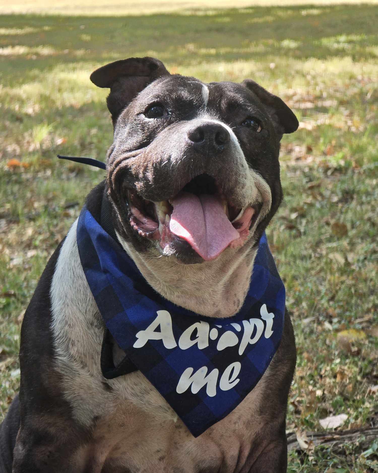 Zeus, an adoptable Pit Bull Terrier in Arlee, MT, 59821 | Photo Image 4