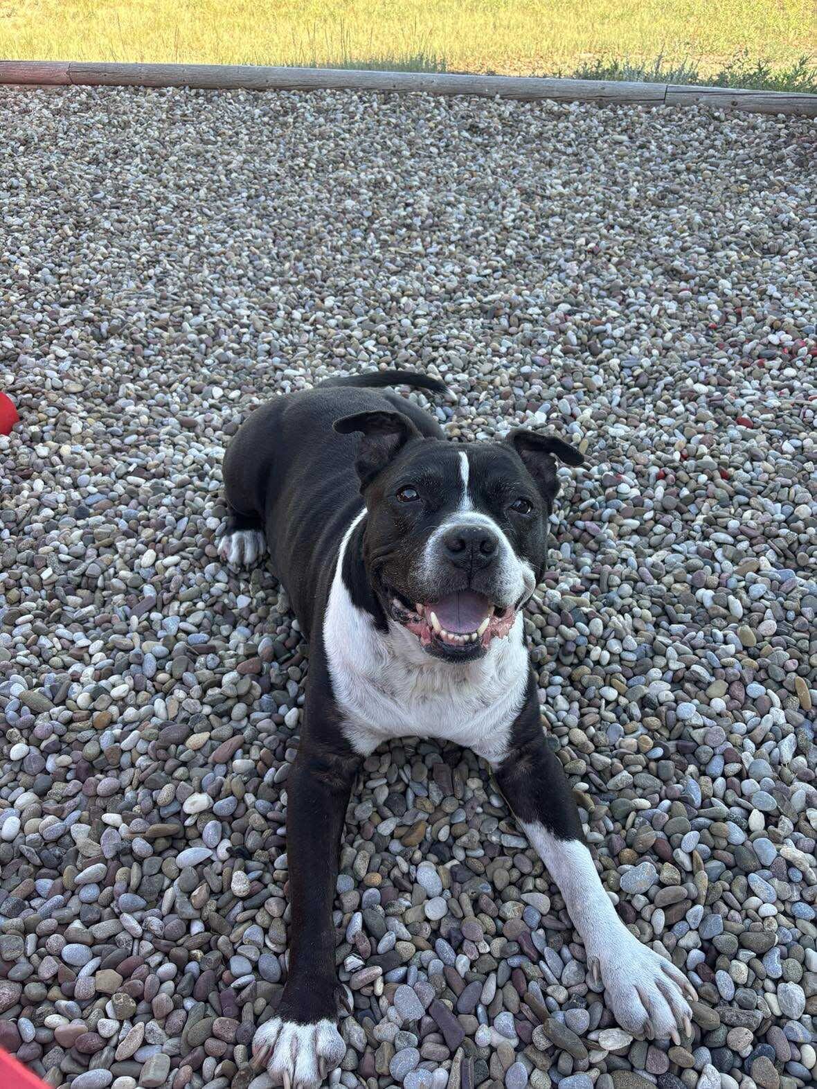 Zeus, an adoptable Pit Bull Terrier in Arlee, MT, 59821 | Photo Image 4