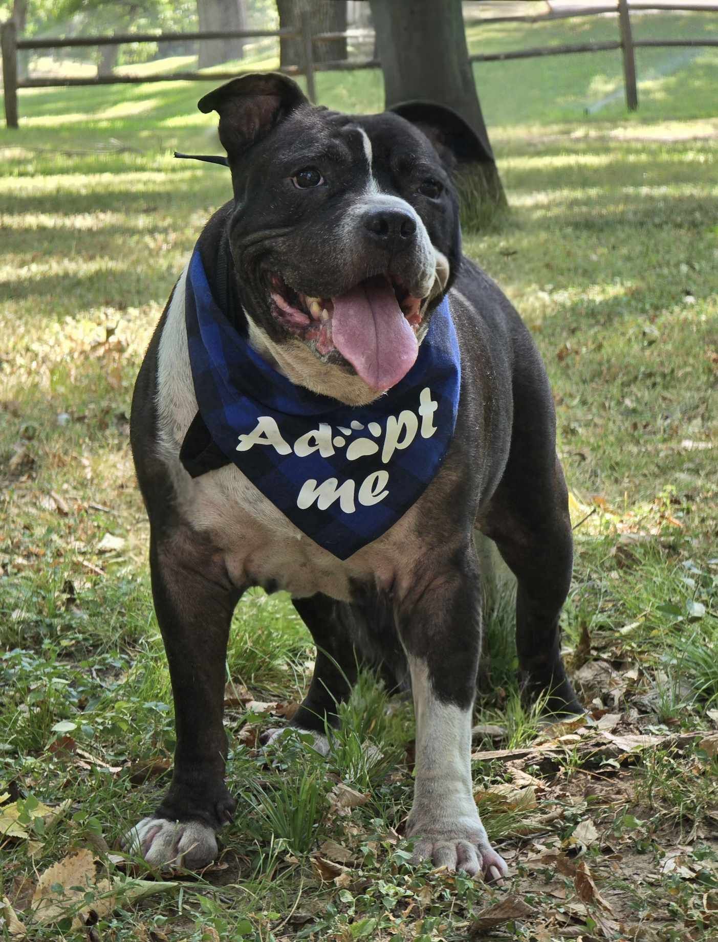 Zeus, an adoptable Pit Bull Terrier in Arlee, MT, 59821 | Photo Image 5