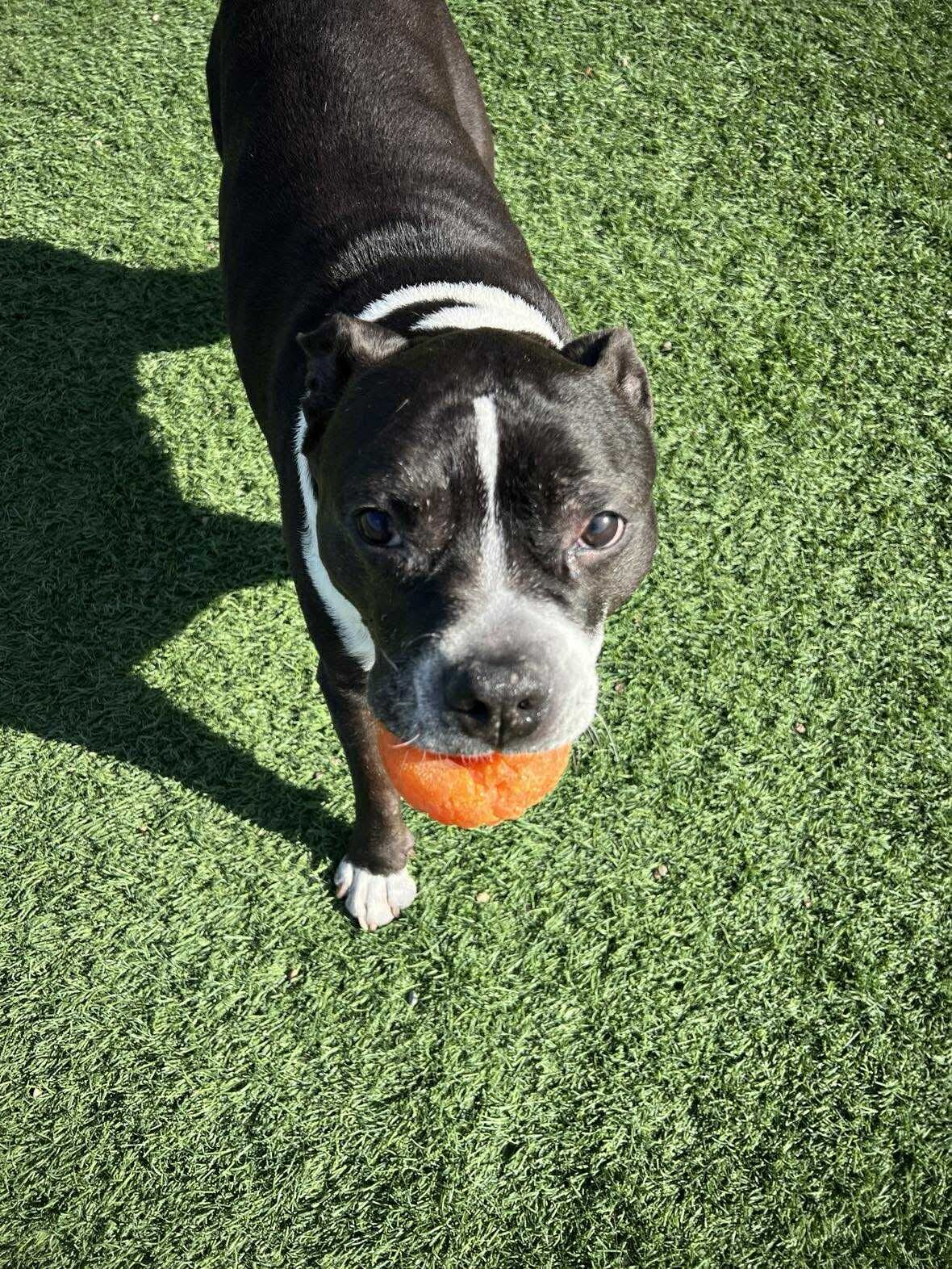Zeus, an adoptable Pit Bull Terrier in Arlee, MT, 59821 | Photo Image 5