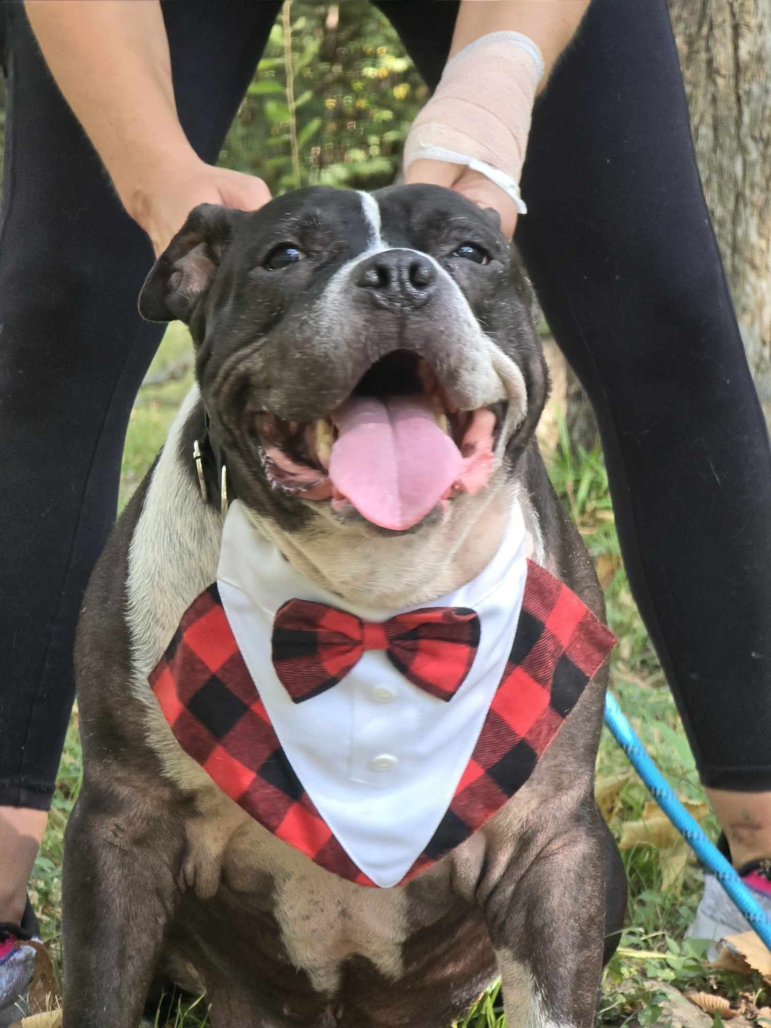 Zeus, an adoptable Pit Bull Terrier in Arlee, MT, 59821 | Photo Image 6