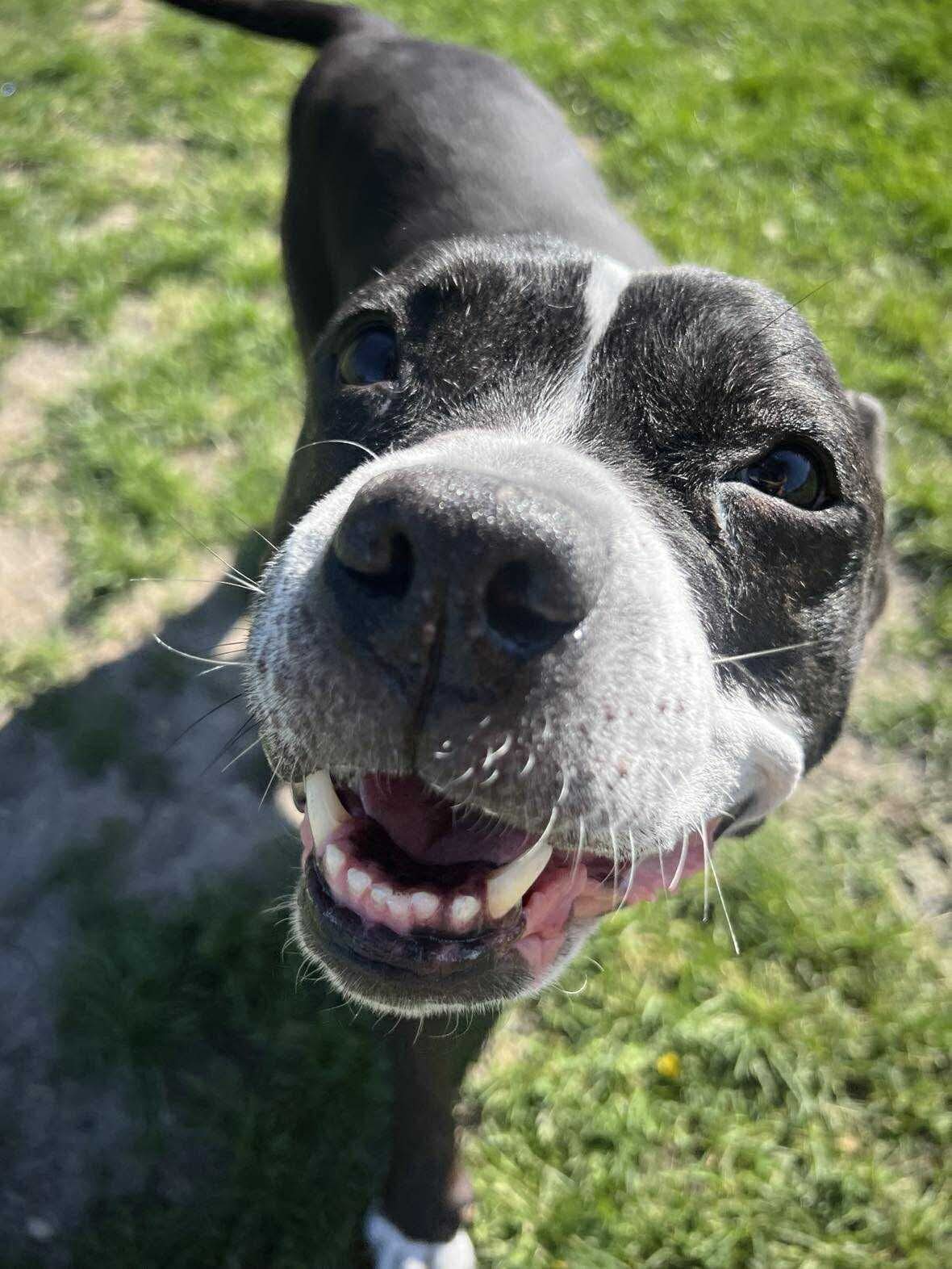 Zeus, an adoptable Pit Bull Terrier in Arlee, MT, 59821 | Photo Image 6