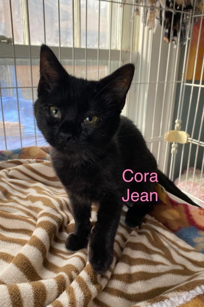 Cora Jean, an adoptable Domestic Short Hair in El Dorado, AR, 71730 | Photo Image 1