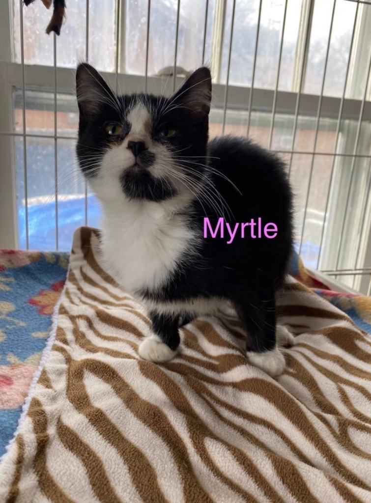Myrtle, an adoptable Domestic Short Hair in El Dorado, AR, 71730 | Photo Image 1