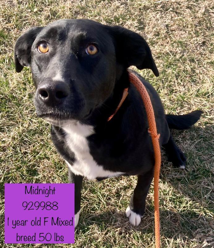 Dog for adoption Midnight a Hound in St Joseph MO Petfinder