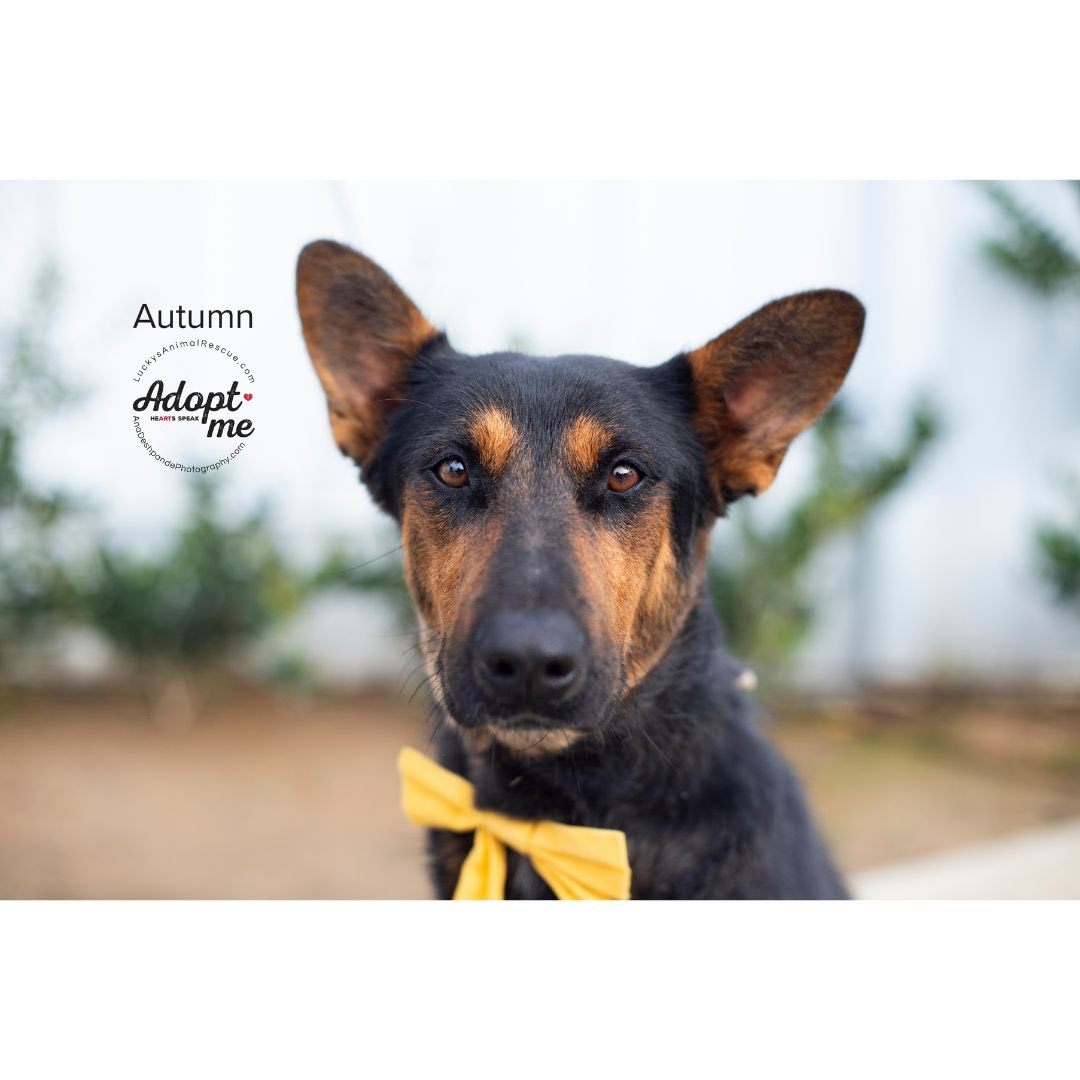 Autumn, an adoptable German Shepherd Dog, Mixed Breed in Bakersfield, CA, 93308 | Photo Image 2