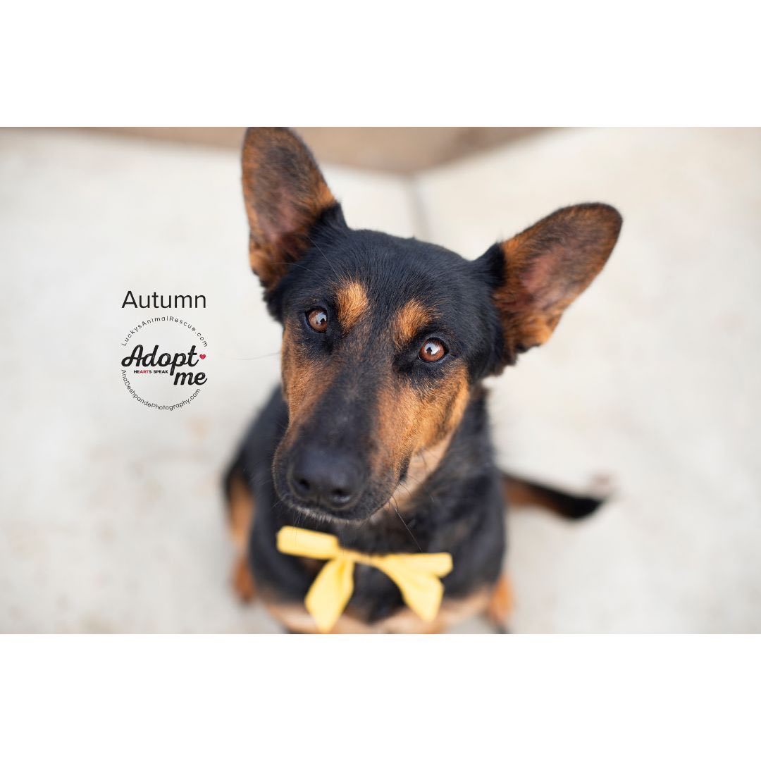 Autumn, an adoptable German Shepherd Dog, Mixed Breed in Bakersfield, CA, 93308 | Photo Image 3