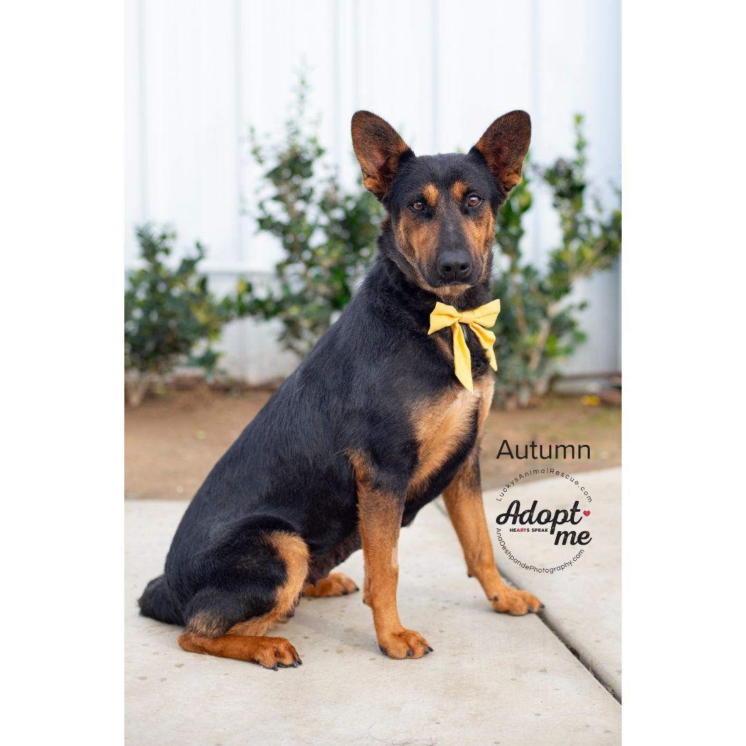 Autumn, an adoptable German Shepherd Dog, Mixed Breed in Bakersfield, CA, 93308 | Photo Image 4
