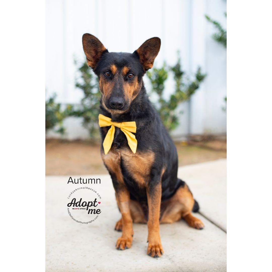 Autumn, an adoptable German Shepherd Dog, Mixed Breed in Bakersfield, CA, 93308 | Photo Image 1