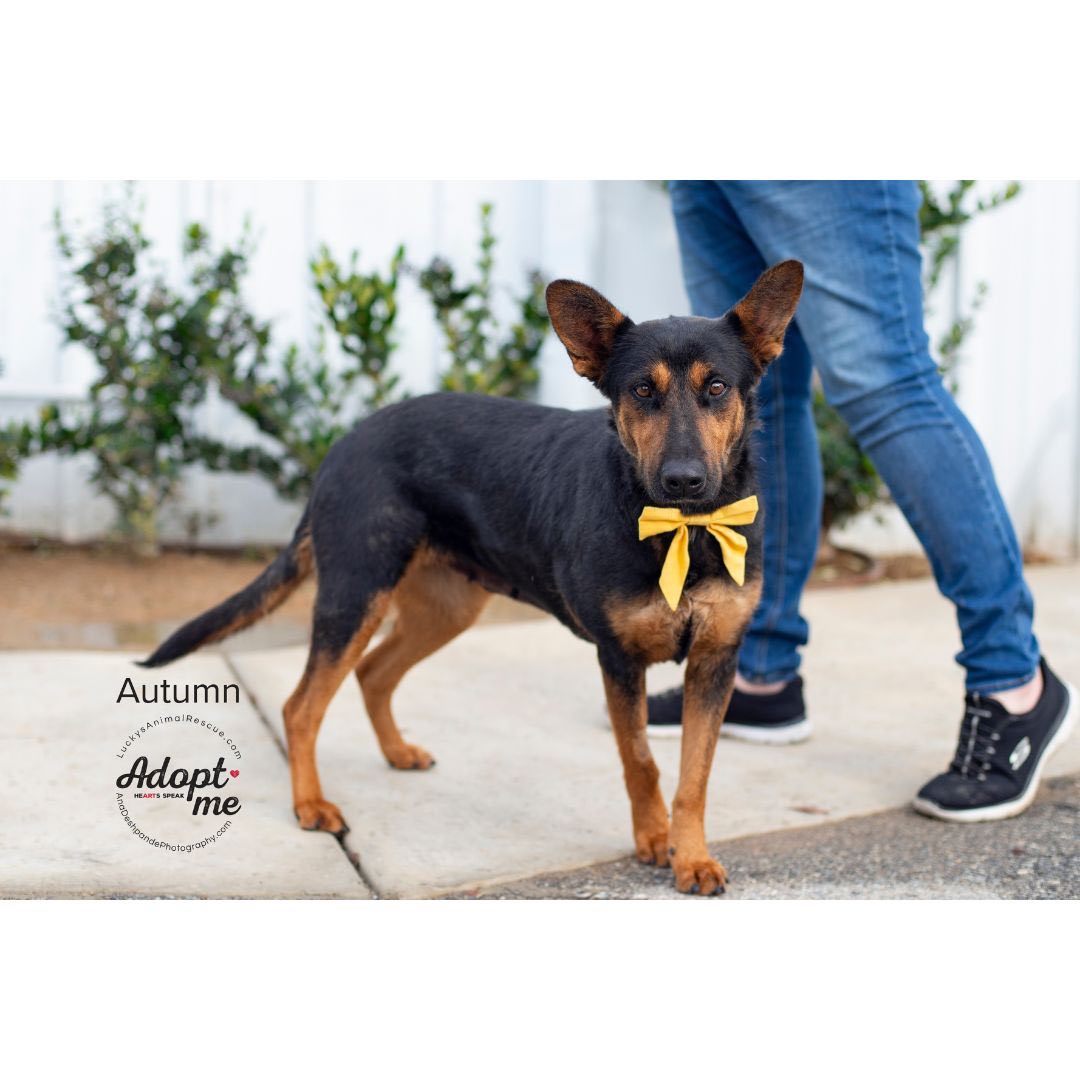 Autumn, an adoptable German Shepherd Dog, Mixed Breed in Bakersfield, CA, 93308 | Photo Image 5
