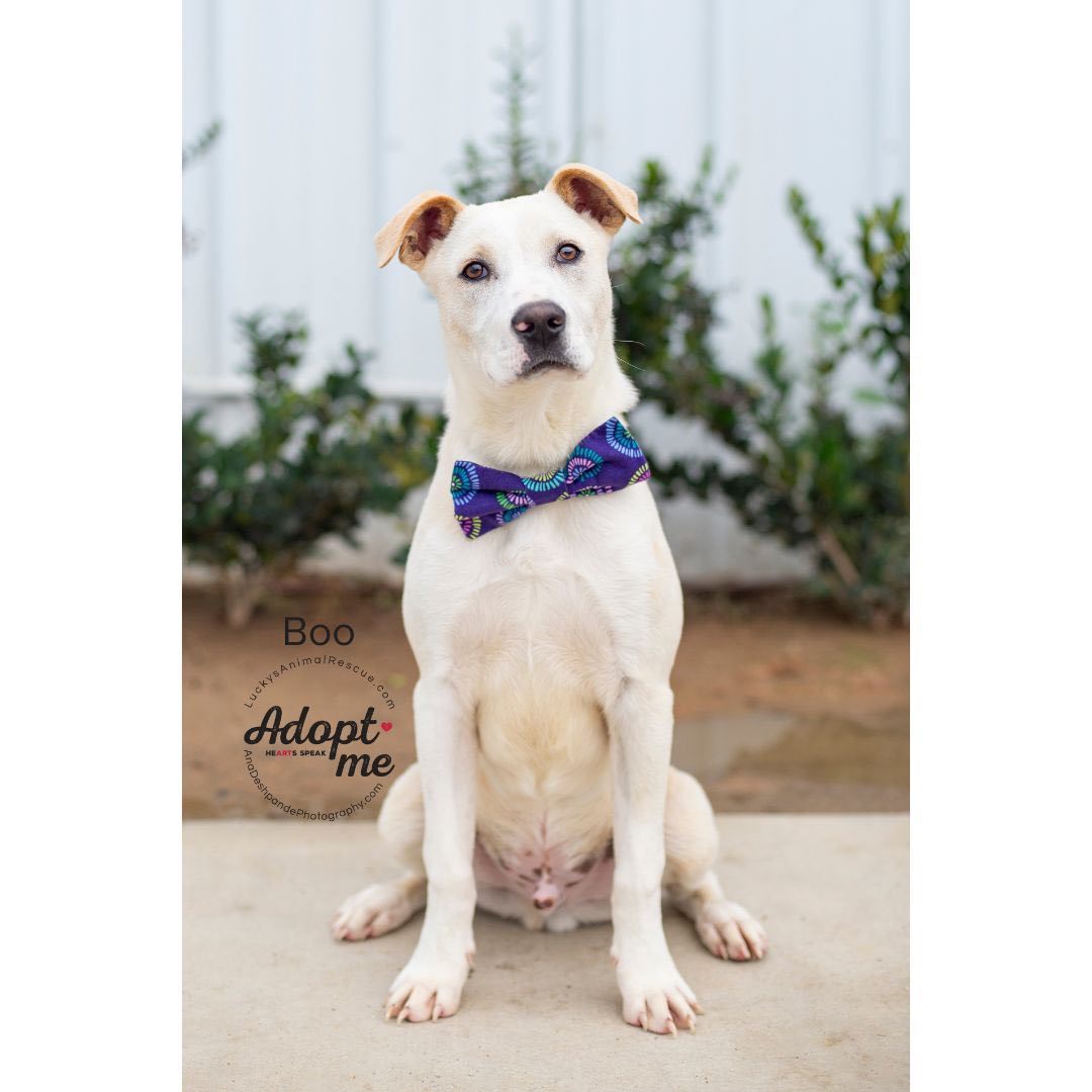 Boo, an adoptable Yellow Labrador Retriever, Mixed Breed in Bakersfield, CA, 93308 | Photo Image 2