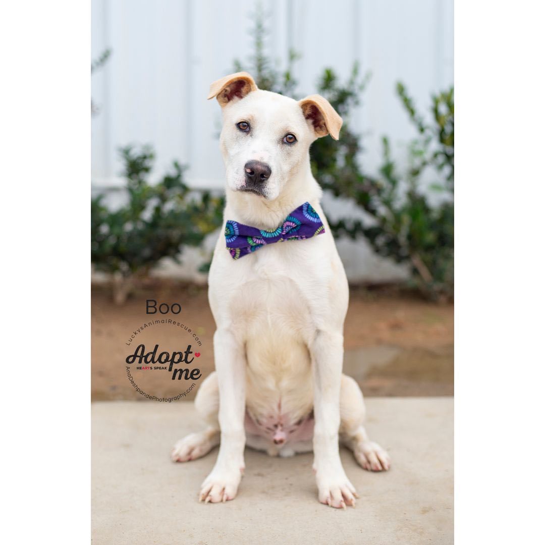 Boo, an adoptable Yellow Labrador Retriever, Mixed Breed in Bakersfield, CA, 93308 | Photo Image 3