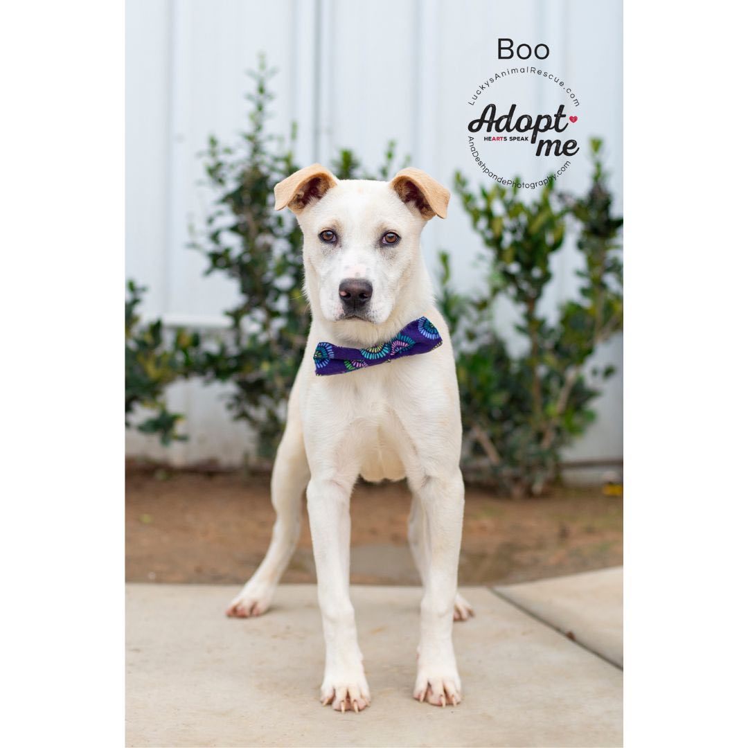 Boo, an adoptable Yellow Labrador Retriever, Mixed Breed in Bakersfield, CA, 93308 | Photo Image 5