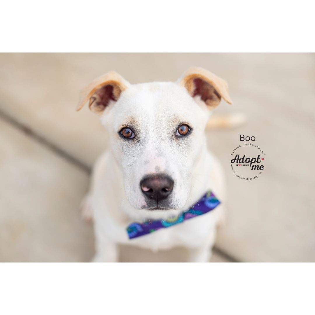 Boo, an adoptable Yellow Labrador Retriever, Mixed Breed in Bakersfield, CA, 93308 | Photo Image 1
