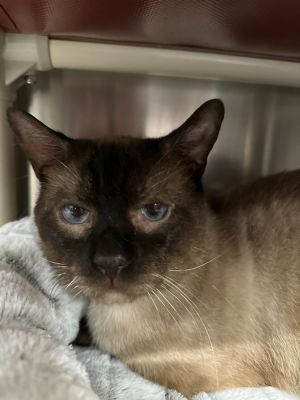 Introducing Sia Age 5 years old Breed Siamese Arrival Date 2162024 Meet Sia a calm and reserv