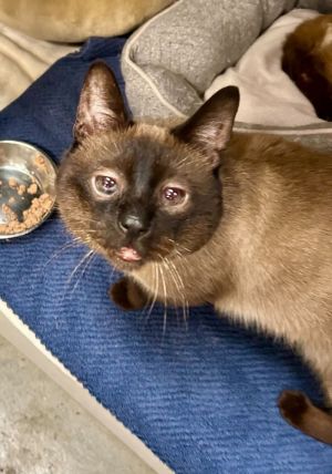 Introducing Moshi Age 7 years old Breed Siamese Arrival Date 2162024 Meet Moshi a quiet and s
