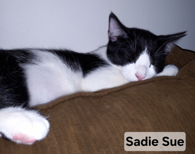 Sadie Sue