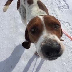 Chief, an adoptable Hound in Rexburg, ID, 83440 | Photo Image 1