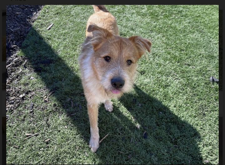 Wheaten store golden mix