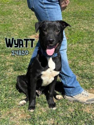 Who needs some fun and love Wyatt is here to answer the call He has some fantastic puppy play esp