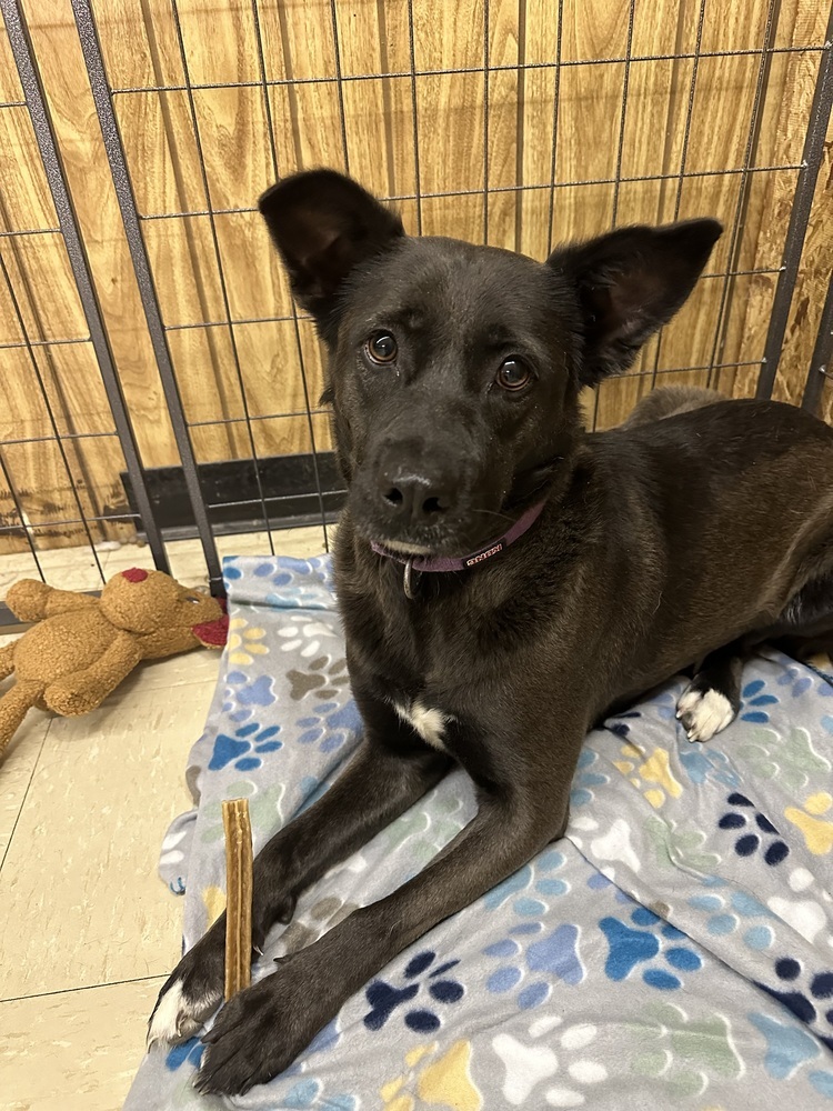 Coraline, an adoptable Mixed Breed in Rapid City, SD, 57702 | Photo Image 4