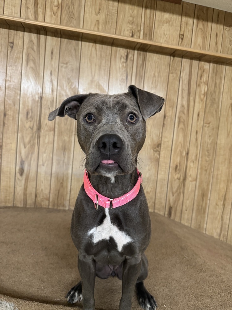 Margo, an adoptable Mixed Breed in Rapid City, SD, 57702 | Photo Image 1