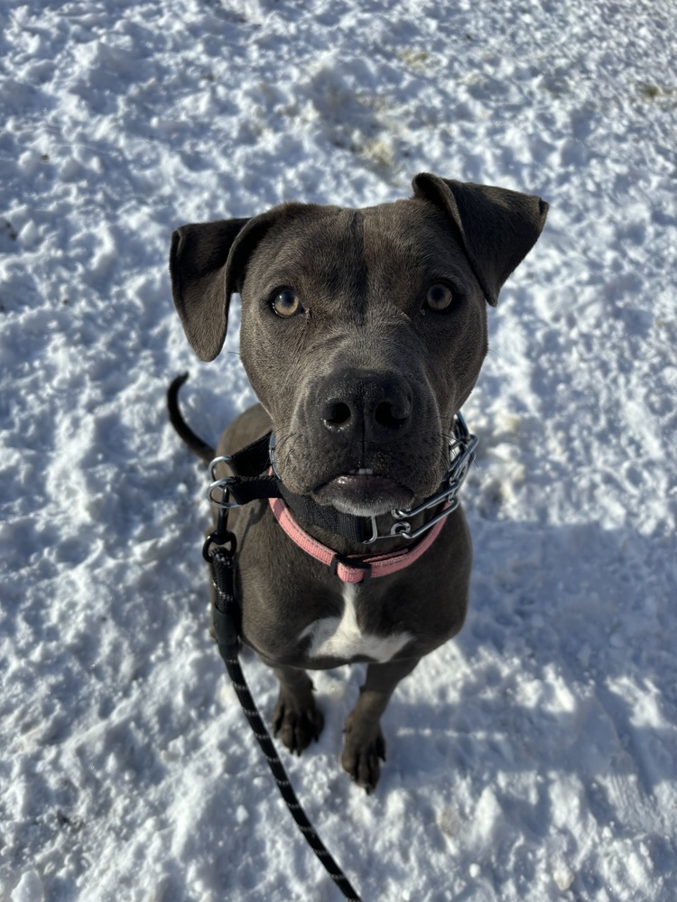 Margo, an adoptable Mixed Breed in Rapid City, SD, 57702 | Photo Image 3