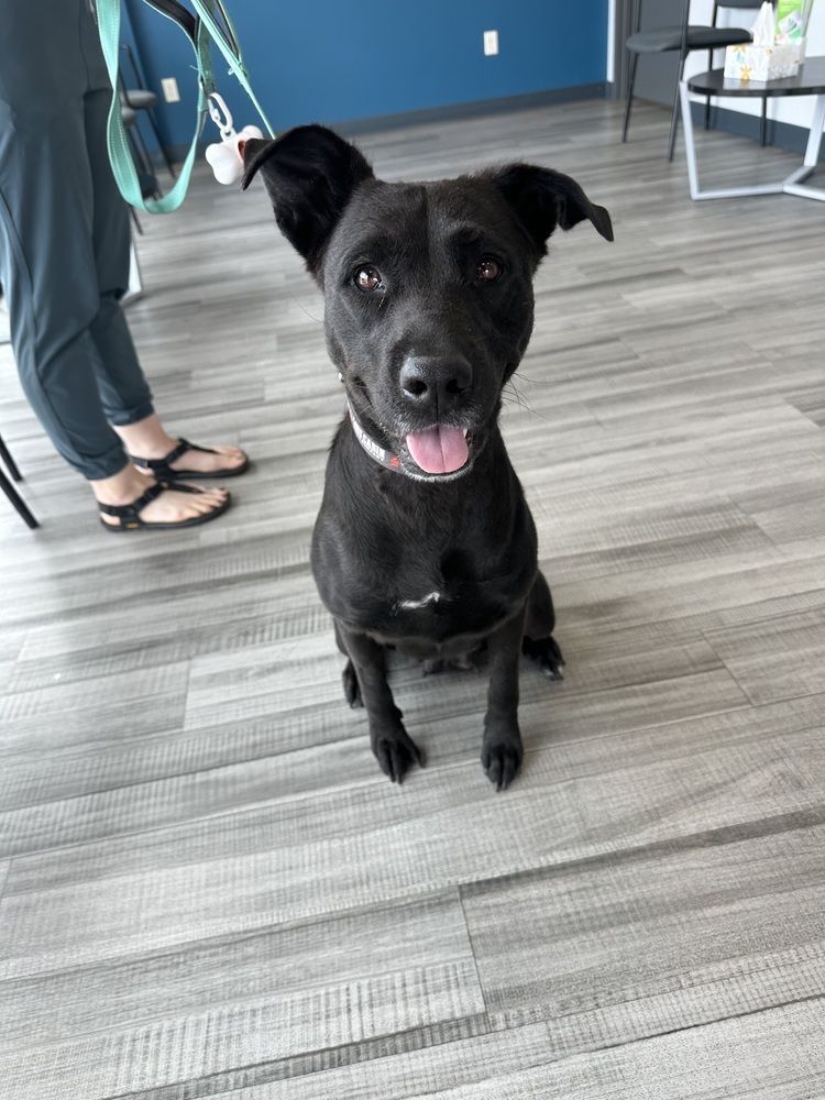 Fudge, an adoptable Mixed Breed in Rapid City, SD, 57702 | Photo Image 1