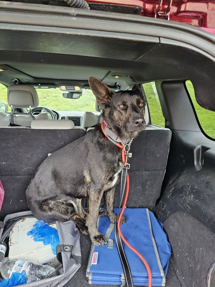 Onyx Jane - Located in OH (Was MN), an adoptable Dutch Shepherd in Imlay City, MI, 48444 | Photo Image 1