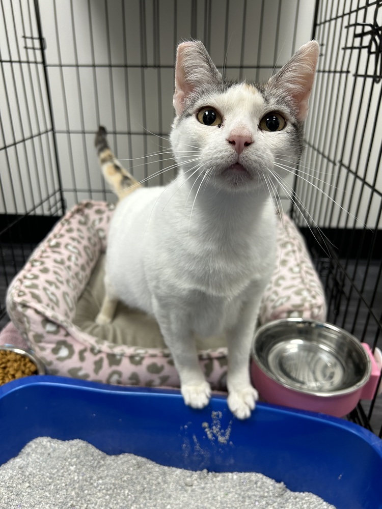 Laurel, an adoptable Domestic Short Hair in Fort collins, CO, 80526 | Photo Image 1