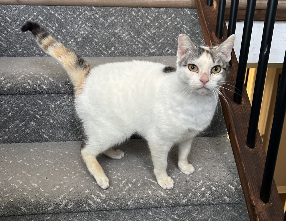 Laurel, an adoptable Domestic Short Hair in Fort collins, CO, 80526 | Photo Image 2