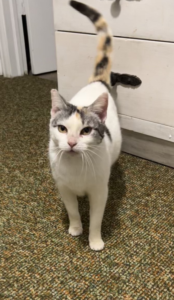 Laurel, an adoptable Domestic Short Hair in Fort collins, CO, 80526 | Photo Image 3