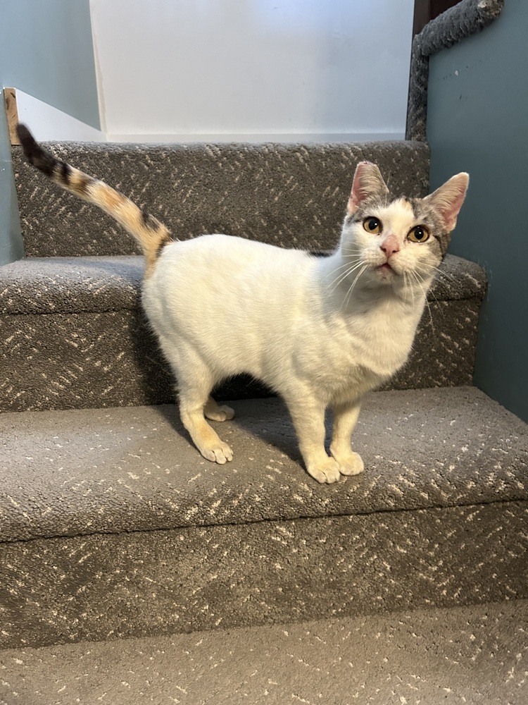 Laurel, an adoptable Domestic Short Hair in Fort collins, CO, 80526 | Photo Image 4