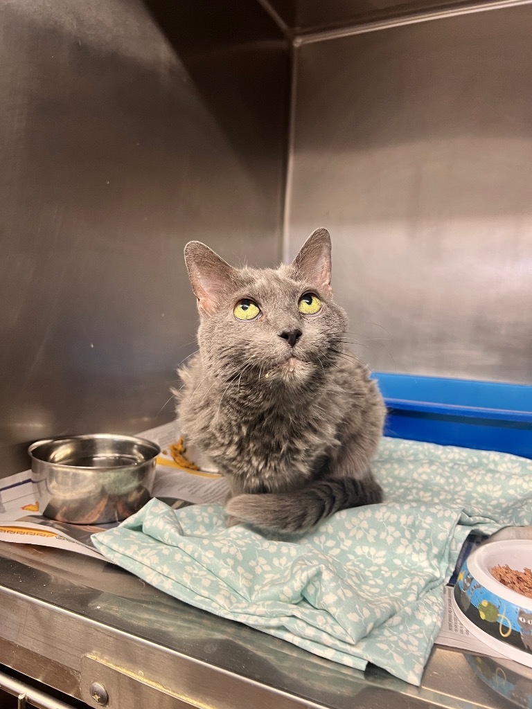 Bear, an adoptable Domestic Short Hair in Sorrento, LA, 70778 | Photo Image 1