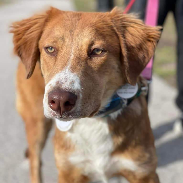 Petfinder nova scotia 2024 duck tolling retriever