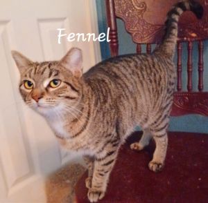 Fennel #so-loving British Shorthair Cat
