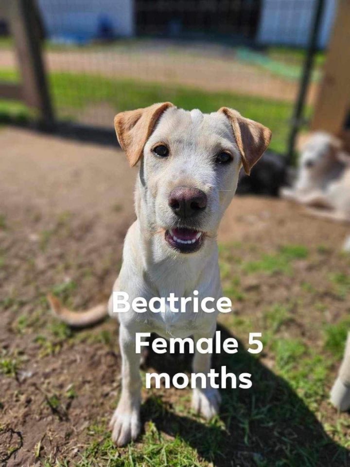 Dog for adoption Beatrice a Mixed Breed in Cedar Rapids IA