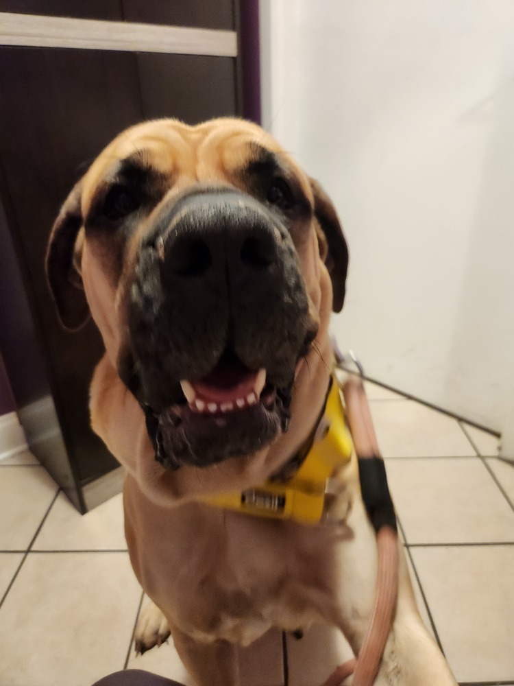 Cleopatra, an adoptable Boerboel in Charlotte, NC, 28217 | Photo Image 3