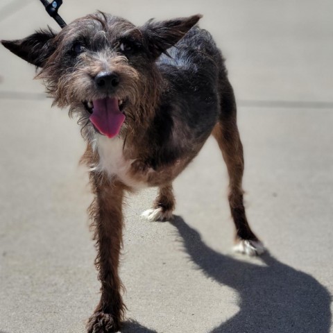 Fox terrier cheap poodle mix