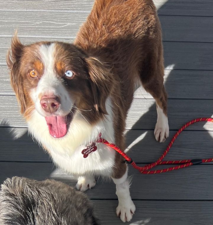 Petfinder mini australian outlet shepherd