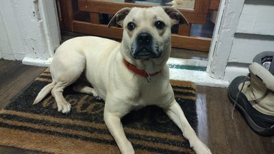 Sadie, an adoptable Puggle in East Peoria, IL, 61611 | Photo Image 4