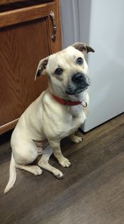 Sadie, an adoptable Puggle in East Peoria, IL, 61611 | Photo Image 5