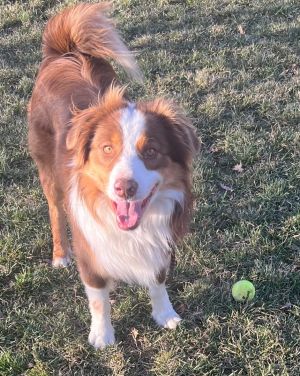 Petfinder mini best sale australian shepherd