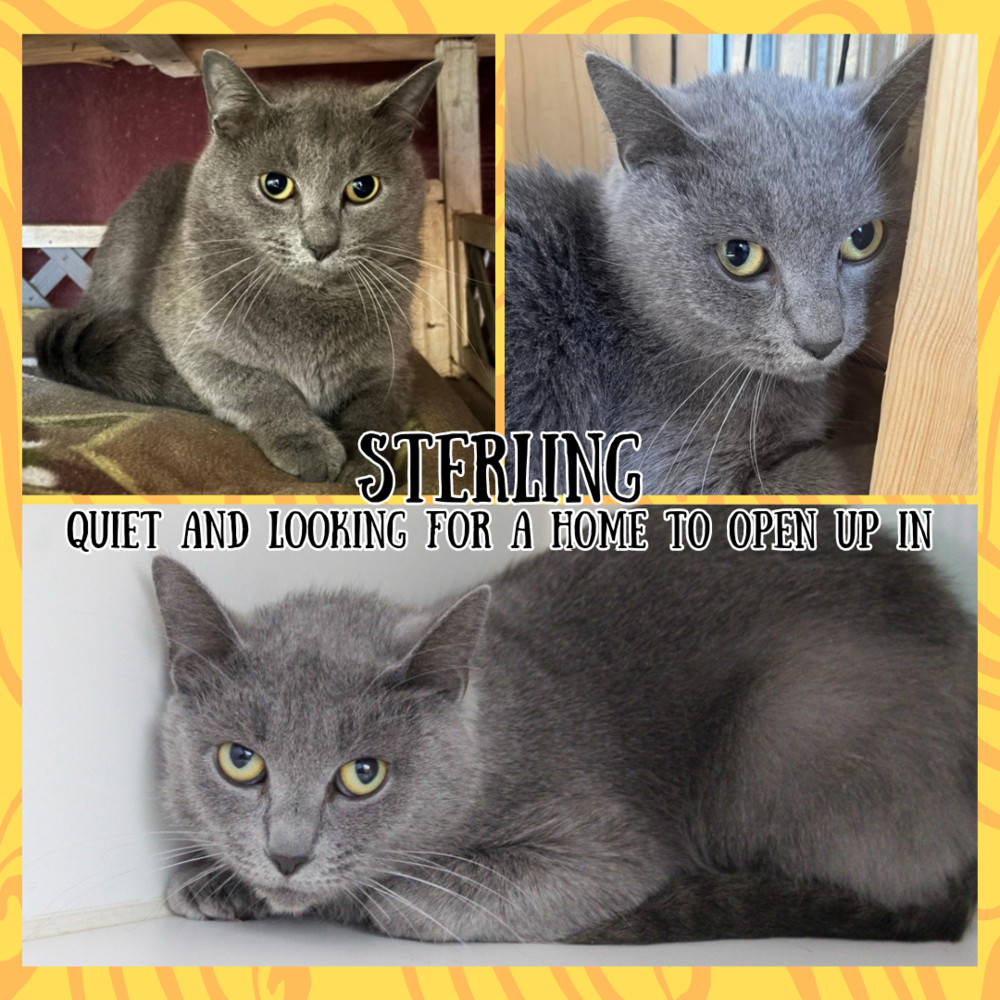 Sterling, an adoptable Domestic Short Hair, Russian Blue in Muskegon, MI, 49442 | Photo Image 1