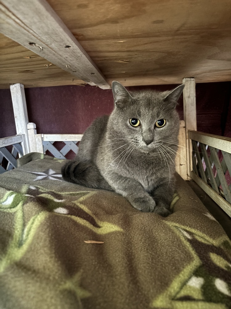 Sterling, an adoptable Domestic Short Hair, Russian Blue in Muskegon, MI, 49442 | Photo Image 2